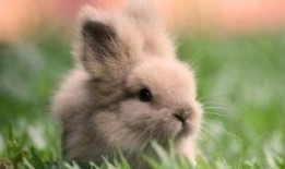 吃瓜的兔子珍珠,揭秘网红美食背后的故事