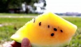 梦到吃沙瓜,探寻沙瓜之谜的奇幻之旅