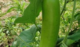 瓠子瓜咋削皮吃,揭秘削皮与直接食用的美味选择